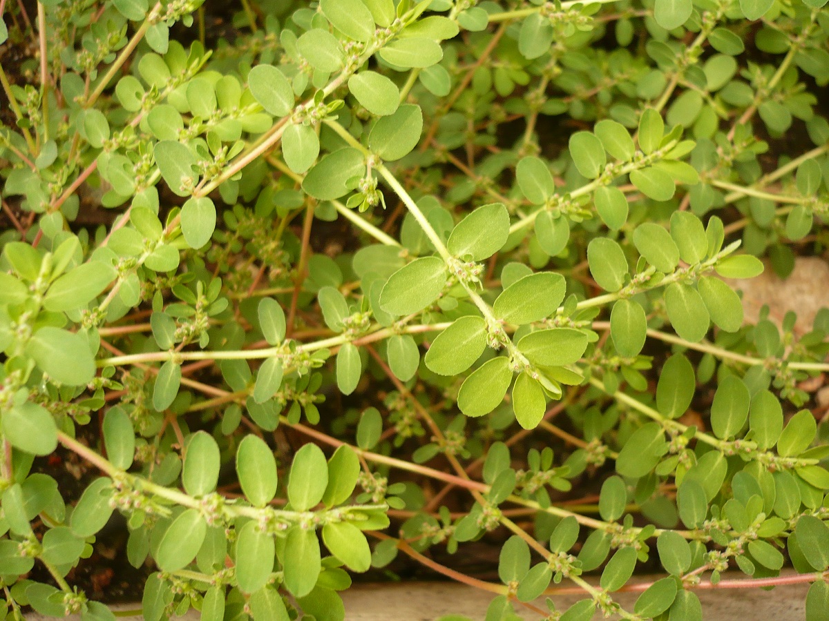 Euphorbia prostrata (Euphorbiaceae)